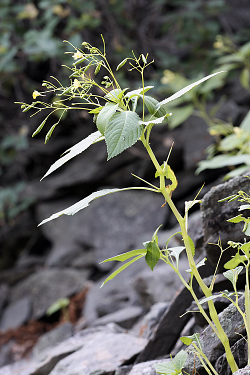 Image of Impatiens parviflora specimen.