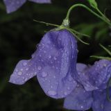 Campanula persicifolia