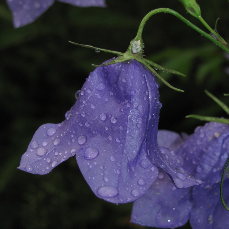 Image of Campanula persicifolia specimen.