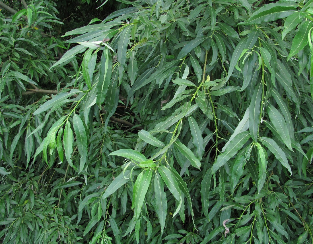 Изображение особи Salix gmelinii.