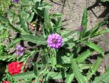 Verbena rigida. Цветущее растение (вид сверху). Германия, Бавария, Средняя Франкония, г. Нюрнберг, Нюрнбергская крепость, клумба. 28.06.2012.