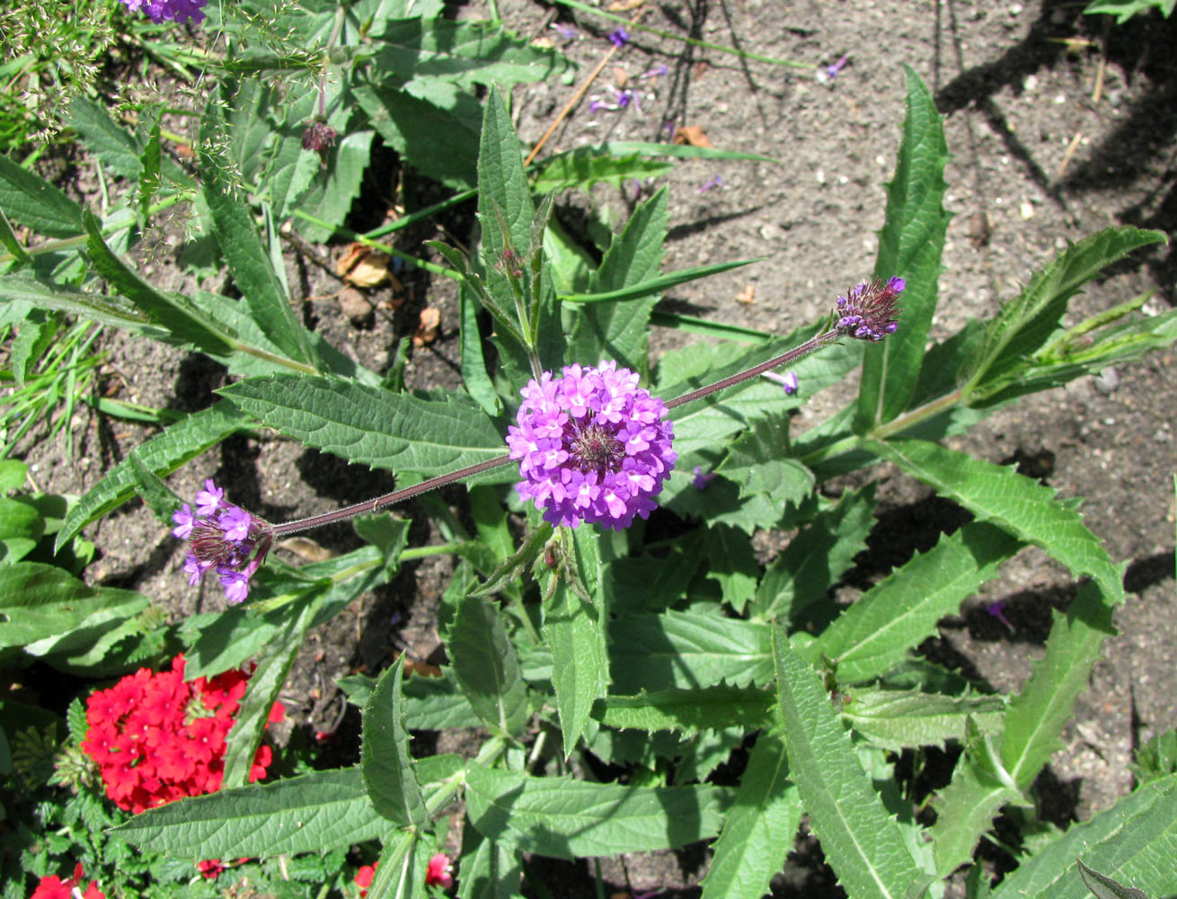 Image of Verbena rigida specimen.