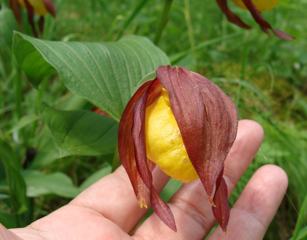 Image of Cypripedium calceolus specimen.