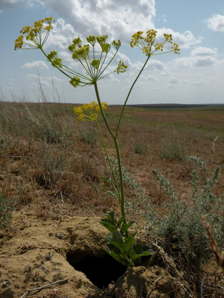 Изображение особи Pastinaca clausii.