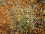 Astragalus amarus