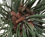 Pinus nigra. Верхушка веточки с микростробилами. Германия, г. Кемпен, в парке. 10.09.2012.