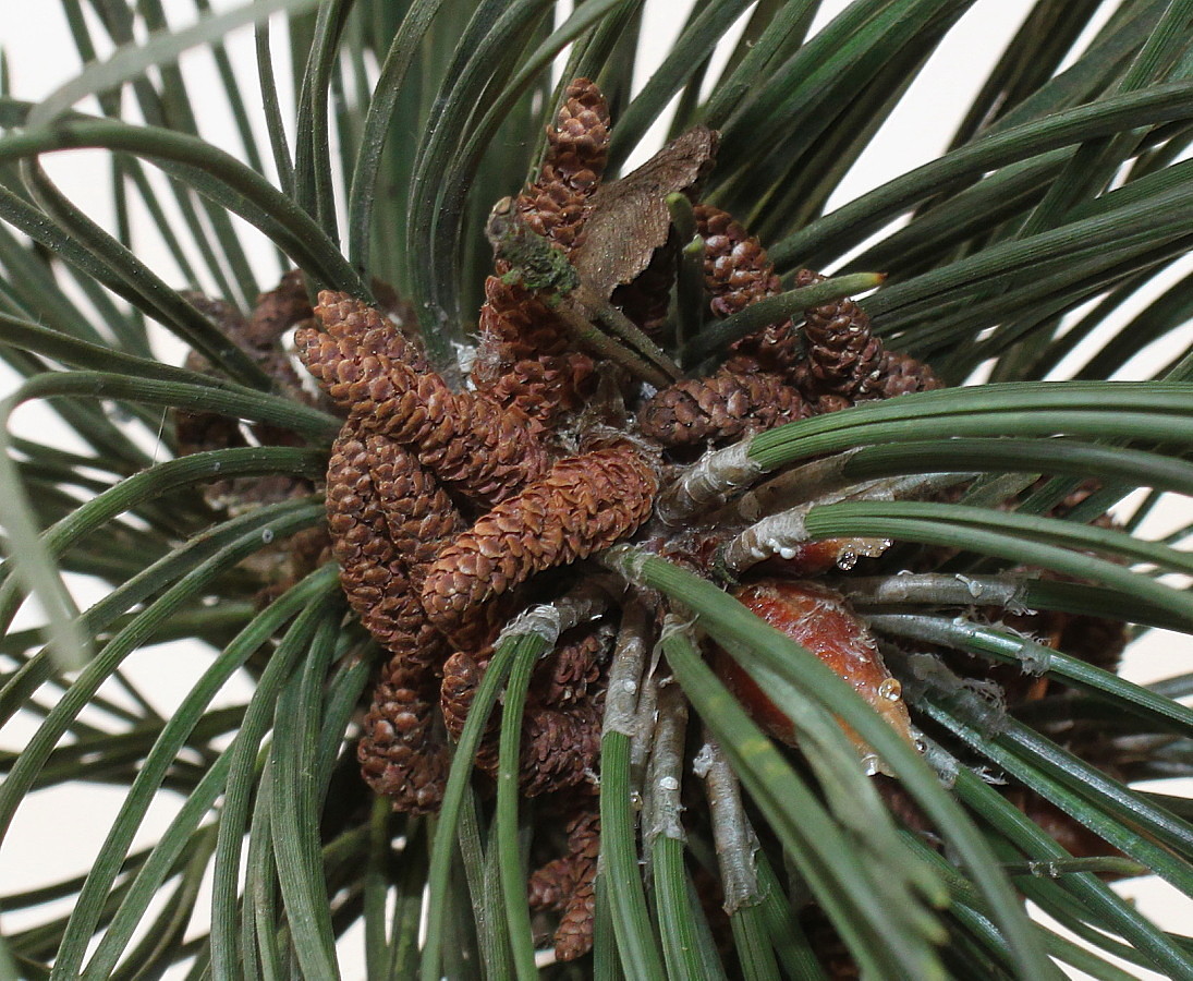 Изображение особи Pinus nigra.