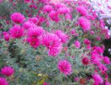 Symphyotrichum novae-angliae