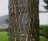 Quercus coccinea. Часть ствола молодого дерева ('Splenders'). Нидерланды, г. Venlo, \"Floriada 2012\". 11.09.2012.