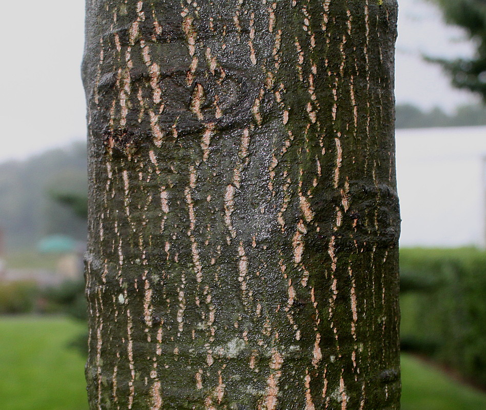 Изображение особи Quercus coccinea.
