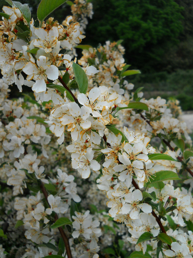 Image of Malus sargentii specimen.