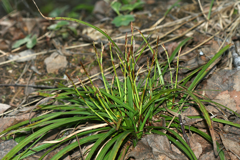 Image of Carex digitata specimen.