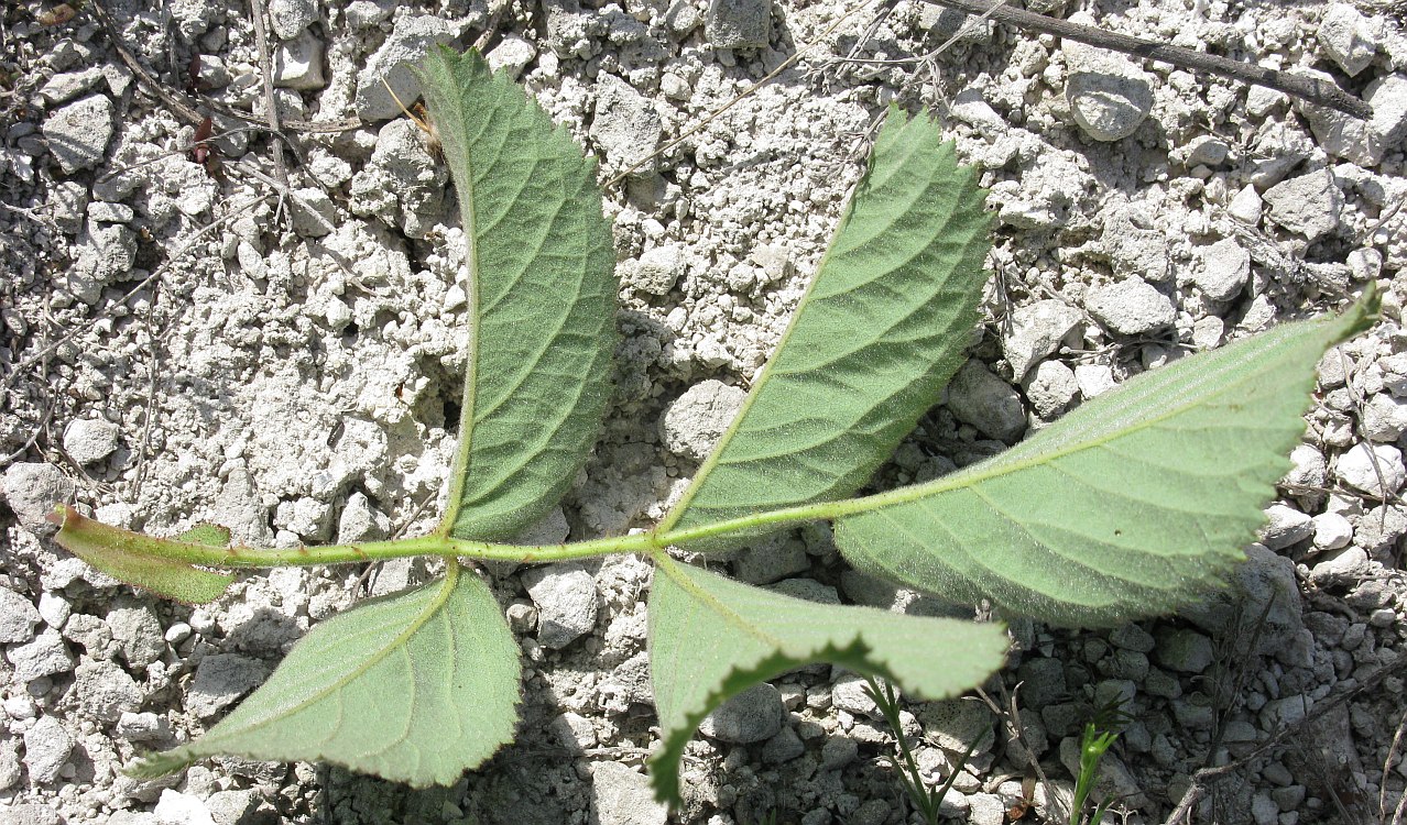Image of Rosa subpomifera specimen.
