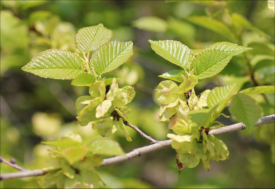 Изображение особи Ulmus minor.