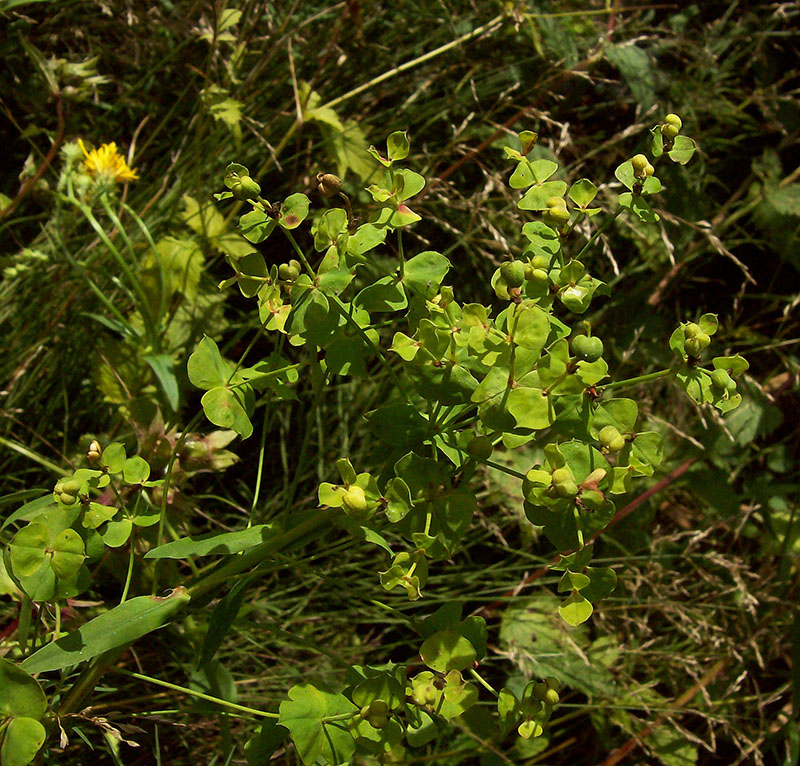 Image of Euphorbia virgata specimen.