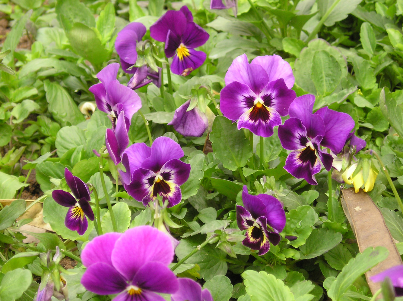 Изображение особи Viola wittrockiana.