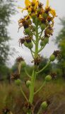 Ligularia schmidtii