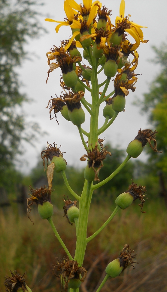 Изображение особи Ligularia schmidtii.