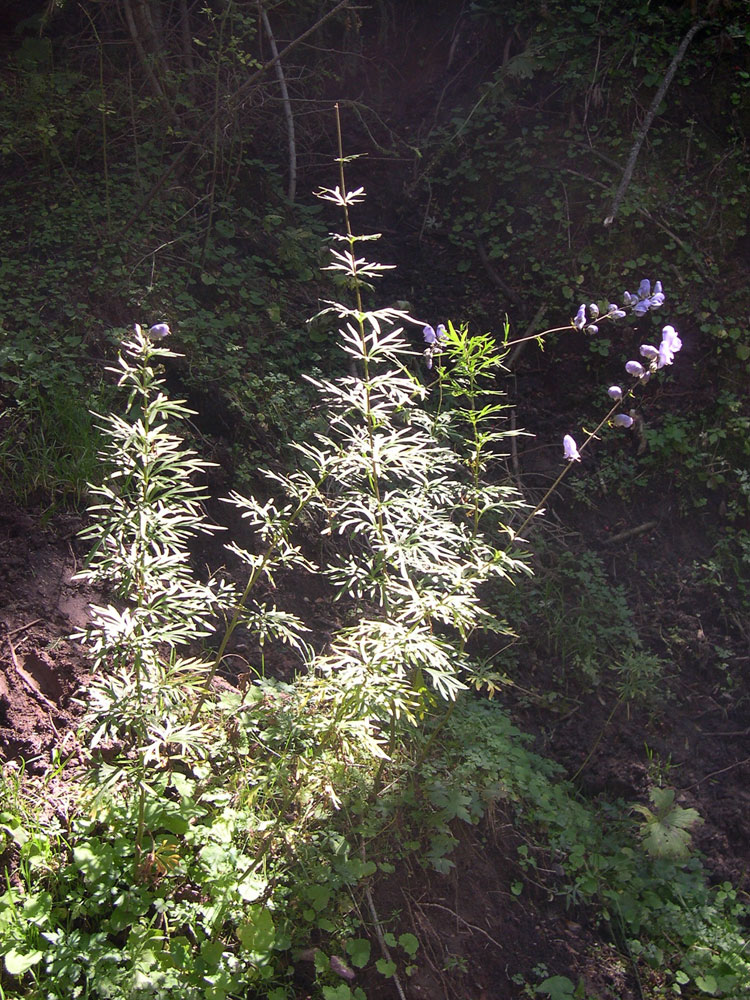 Изображение особи Aconitum karakolicum.