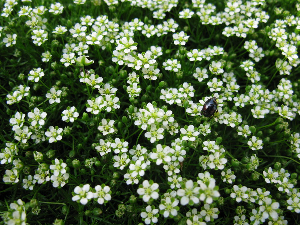 Image of Sagina subulata specimen.