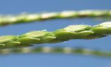 Digitaria sanguinalis