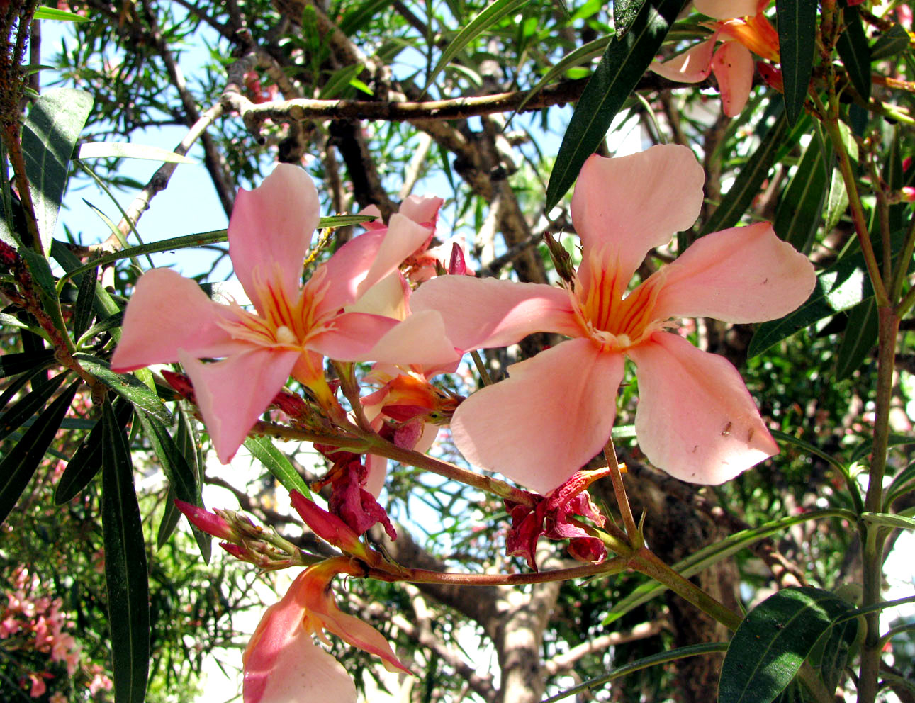 Image of Nerium oleander specimen.