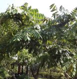 Brownea grandiceps