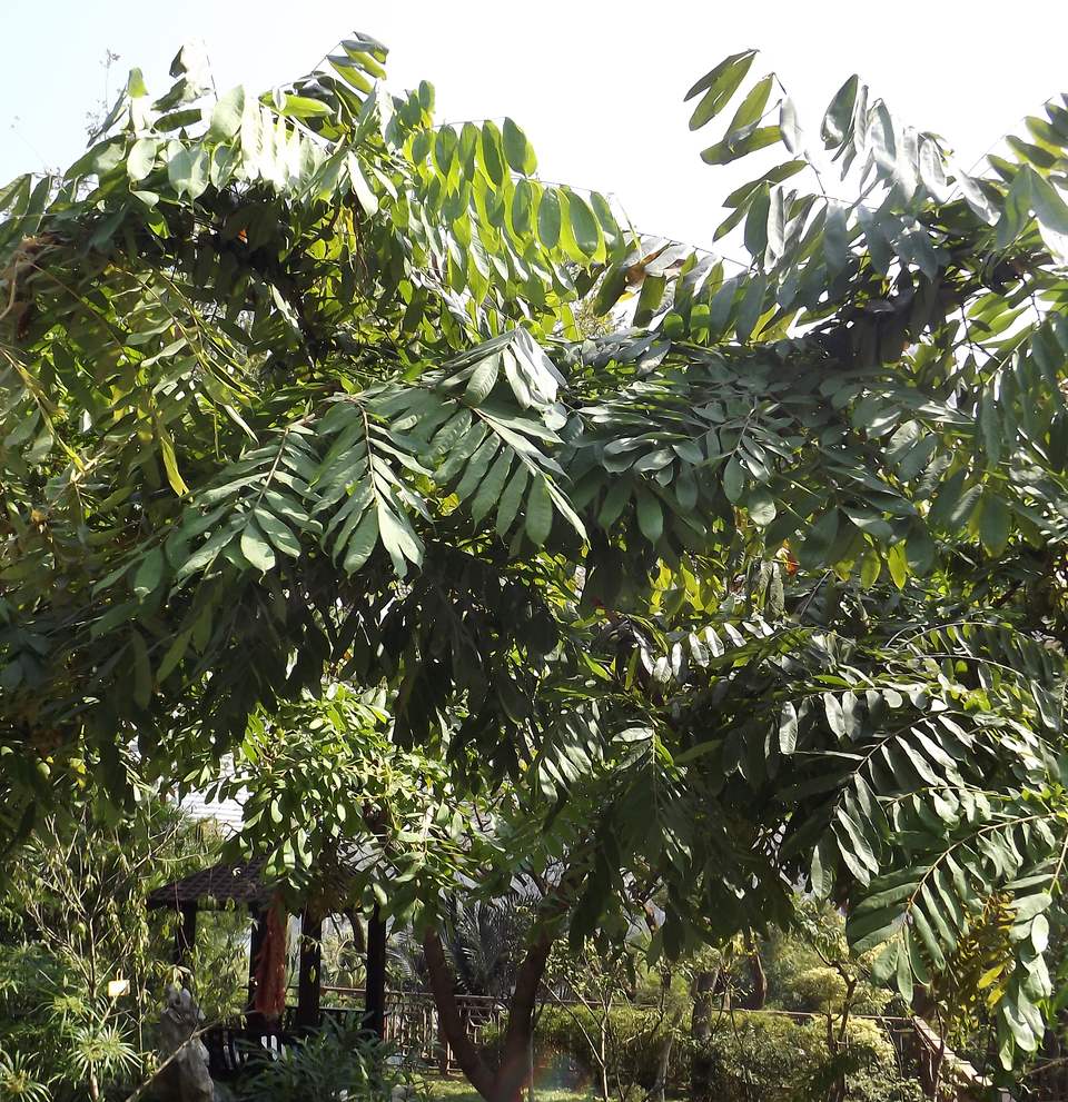 Изображение особи Brownea grandiceps.