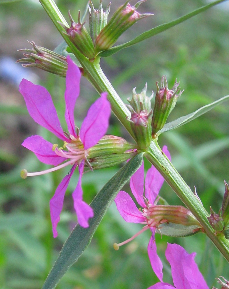 Изображение особи Lythrum virgatum.