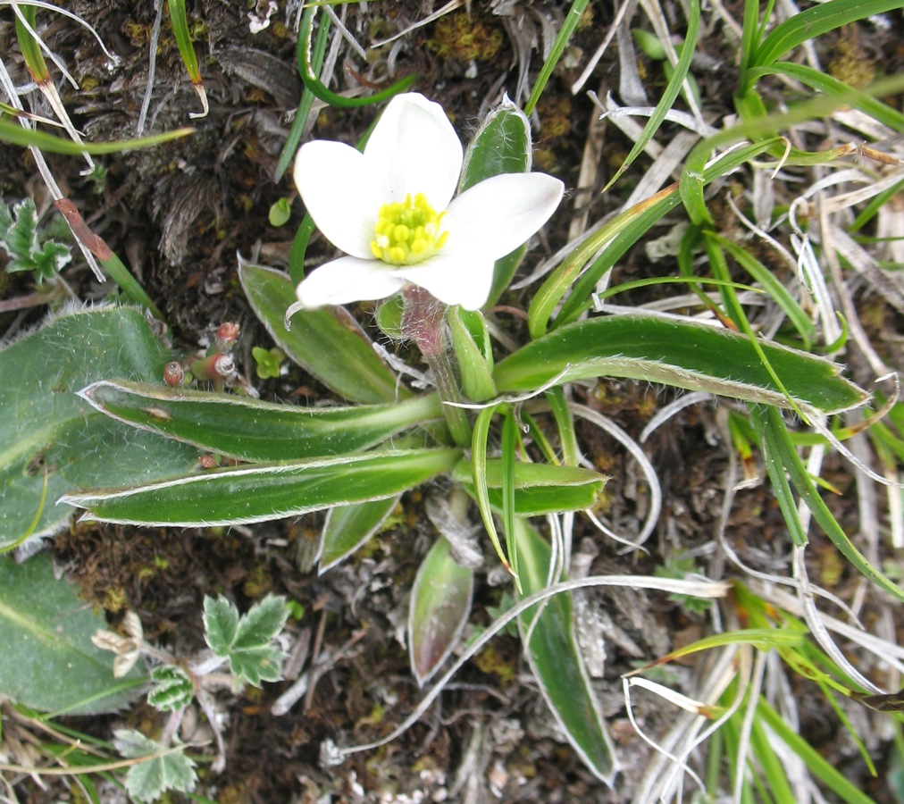 Image of Pulsatilloides trullifolia specimen.