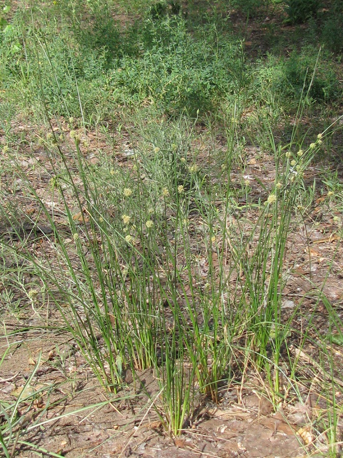 Image of Scirpoides holoschoenus specimen.