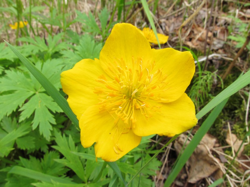 Изображение особи Trollius riederianus.