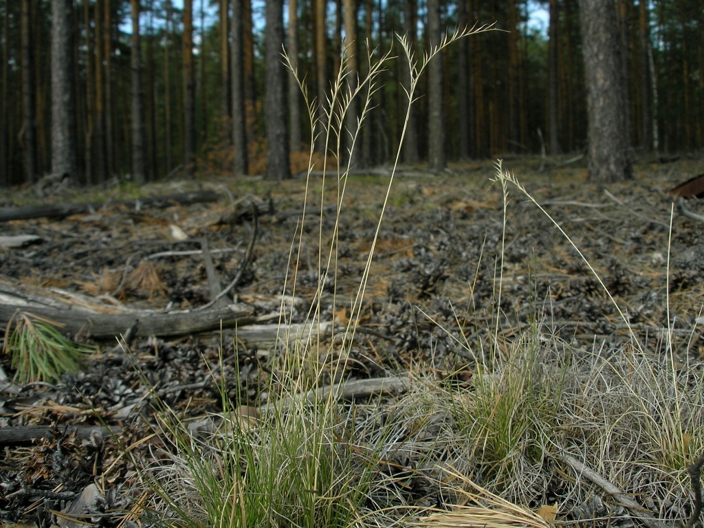 Image of Nardus stricta specimen.