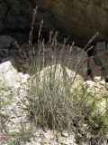 genus Melica. Плодоносящее растение. Таджикистан, Памиро-Алай, Фанские горы, окр. Алаудинских озер и перевала Алаудин; около 3000 м н.у.м. Июль 2010 г.