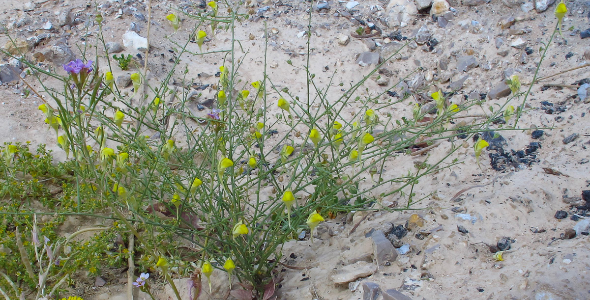 Image of Kickxia scoparia specimen.