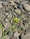 Erysimum repandum