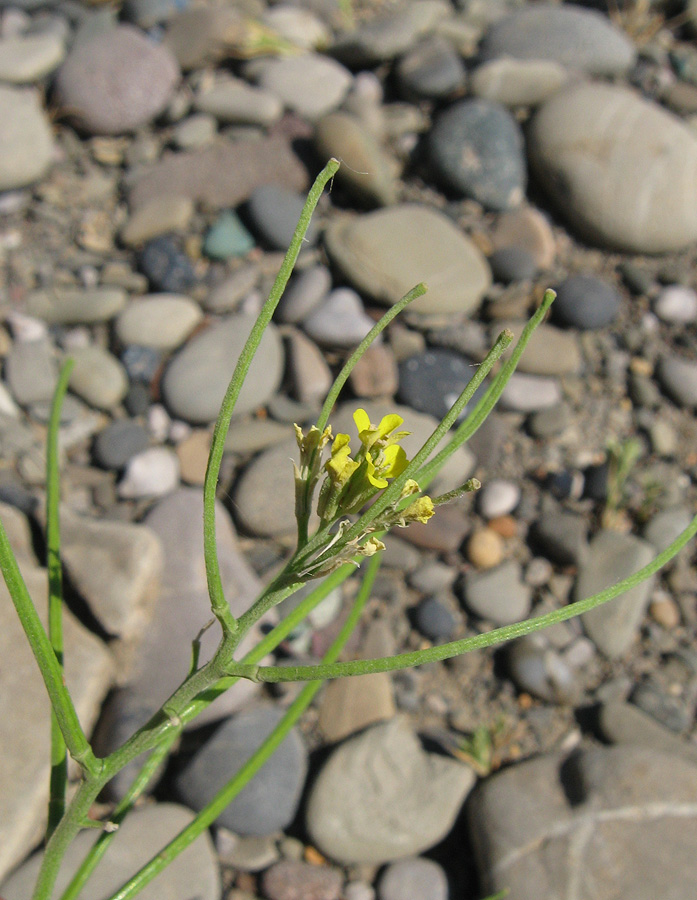 Изображение особи Erysimum repandum.