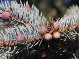 Picea pungens форма glauca. Ветвь с молодыми стробилами. Швеция, Уппсала, 6 мая 2009 г.