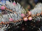 Picea pungens f. glauca