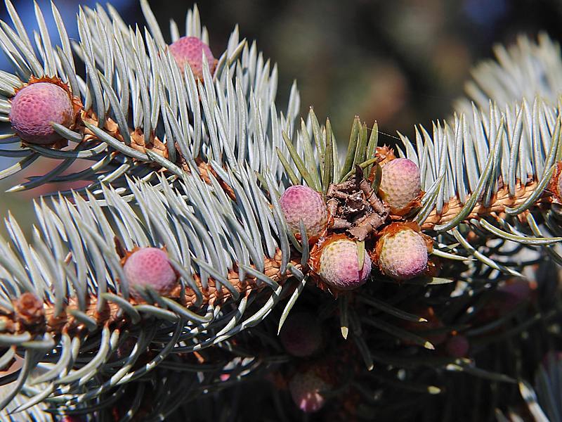 Image of Picea pungens f. glauca specimen.