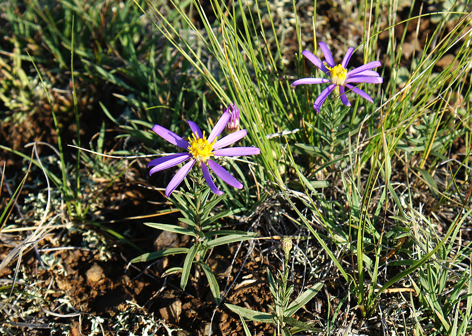 Image of Galatella hauptii specimen.