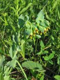 Cerinthe minor. Верхушка цветущего растения. Крым, окр. с. Перевальное, ур. Аян, луг. 17 мая 2013 г.