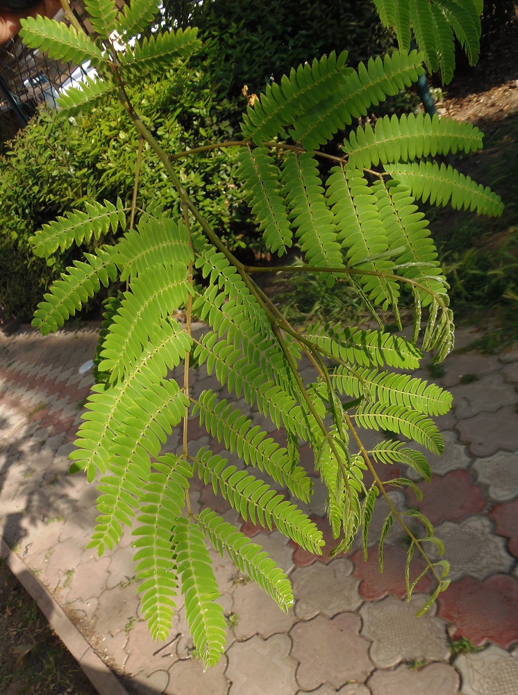 Image of Albizia julibrissin specimen.