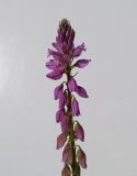 Polygala comosa. Соцветие. Московская обл., Лотошинский р-н, окр. дер. Савостино. 03.06.2013.