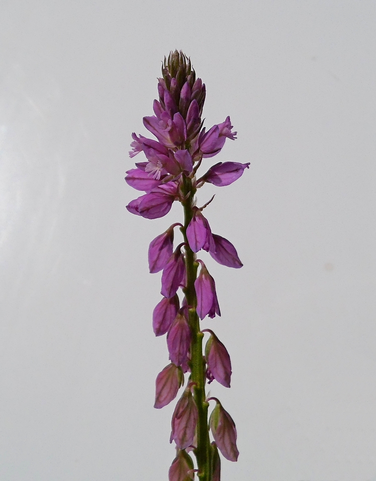 Image of Polygala comosa specimen.