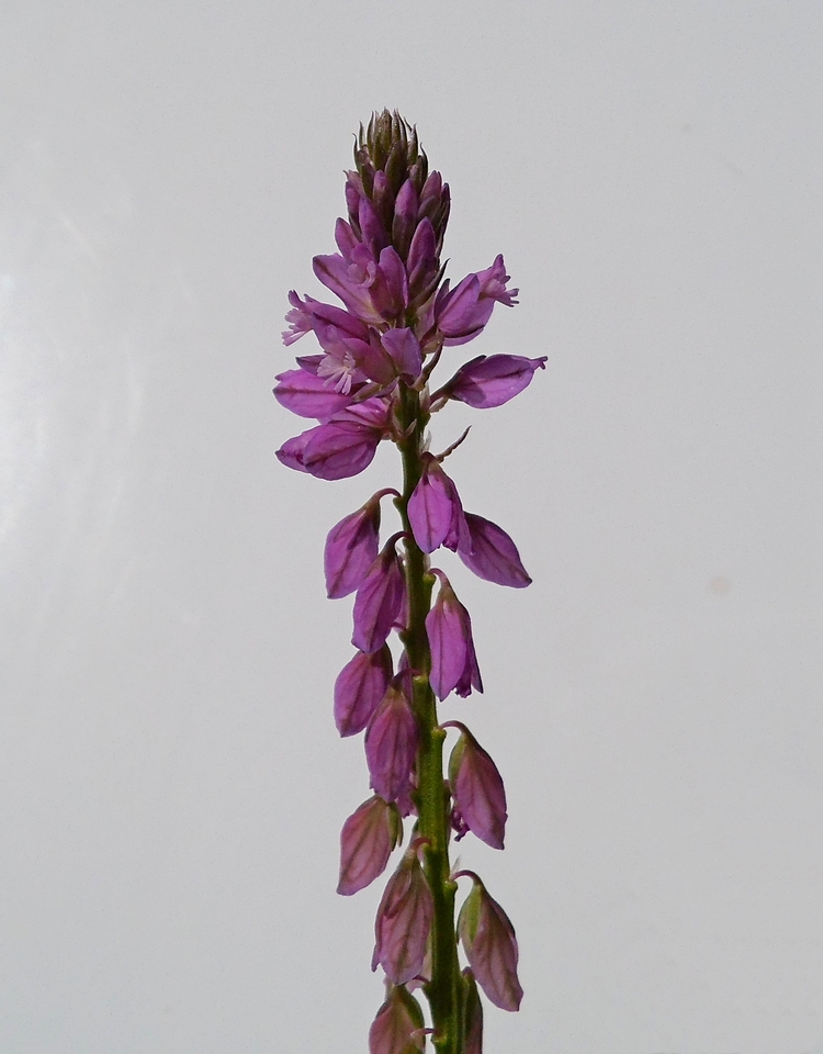 Изображение особи Polygala comosa.