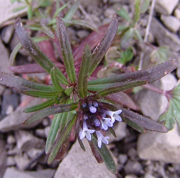 Image of Asperula setosa specimen.