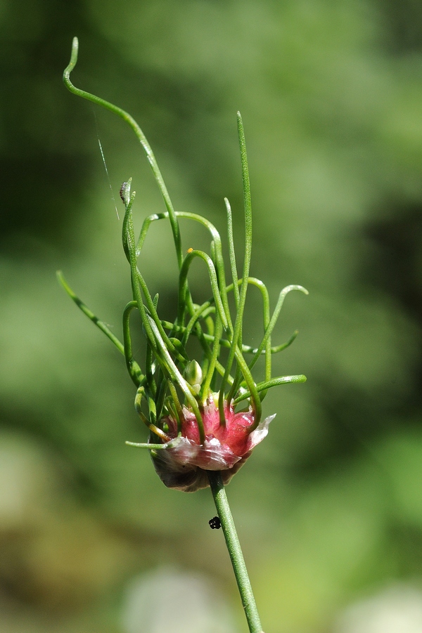 Image of Allium vineale specimen.