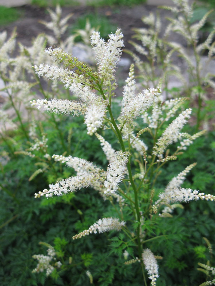 Image of Aruncus aethusifolius specimen.