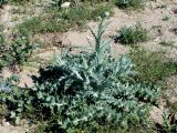 Onopordum leptolepis. Растение с нераскрывшимися корзинками. Узбекистан, Кашкадарьинская обл., низкогорья в окр. Дехканабада, горы Кайпантау. 20.05.2009.
